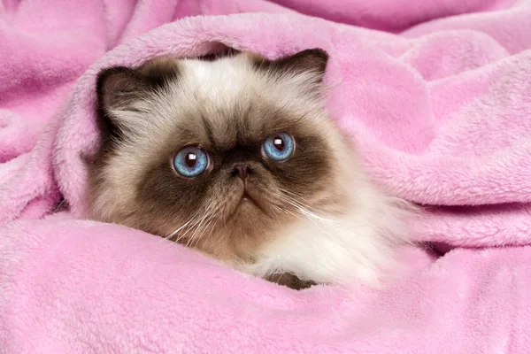 Close up of a persian seal colourpoint cat on a pink bedspread — Stock Photo, Image