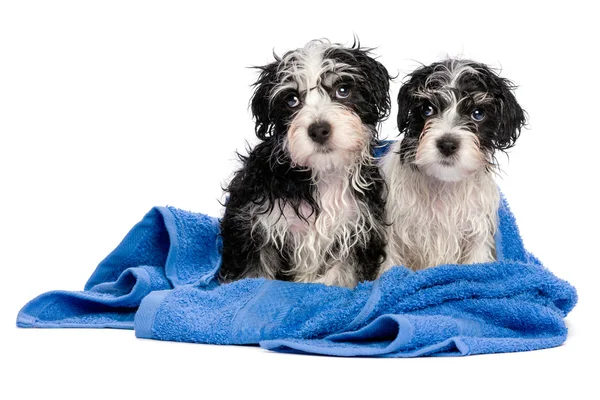 Due simpatici cuccioli di avanese dopo il bagno è seduto su un asciugamano blu — Foto Stock