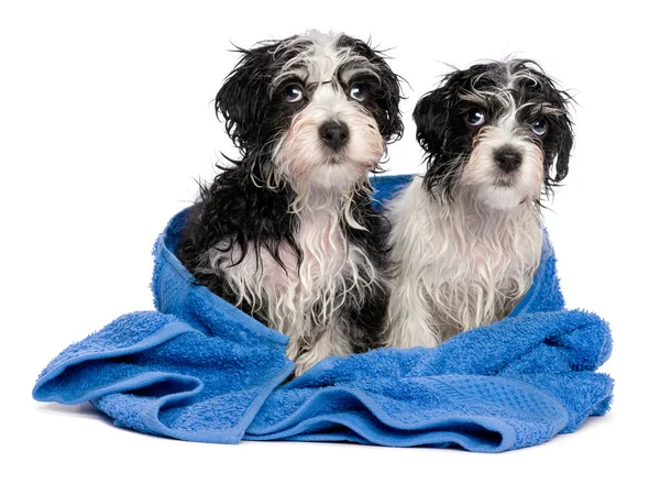 Two cute havanese puppies after bath is sitting on a blue towel — Stock Photo, Image