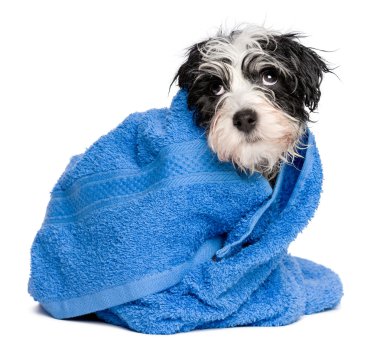 Sonra banyo mavi bir havlu ile kaplıdır komik havanese köpek yavrusu