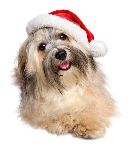 Cute happy Christmas Havanese dog in a Santa hat — Stock Photo, Image