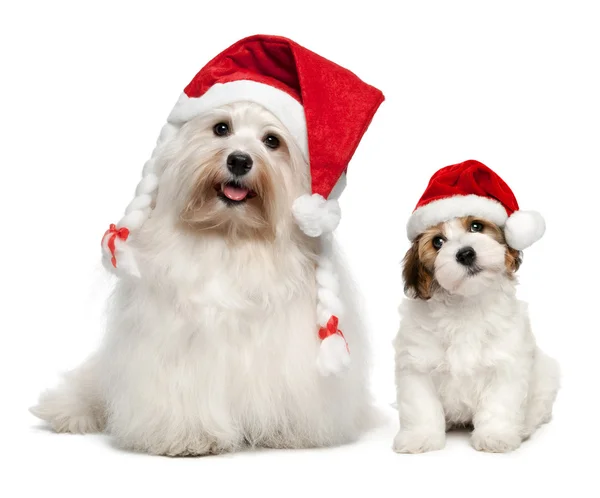 Pai e filho Bichon Havanese cães em chapéus de Natal — Fotografia de Stock
