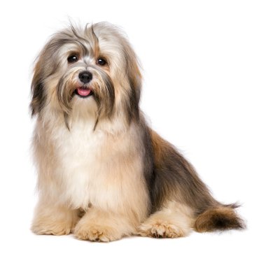 Güzel mutlu genç Bichon Havanese köpek