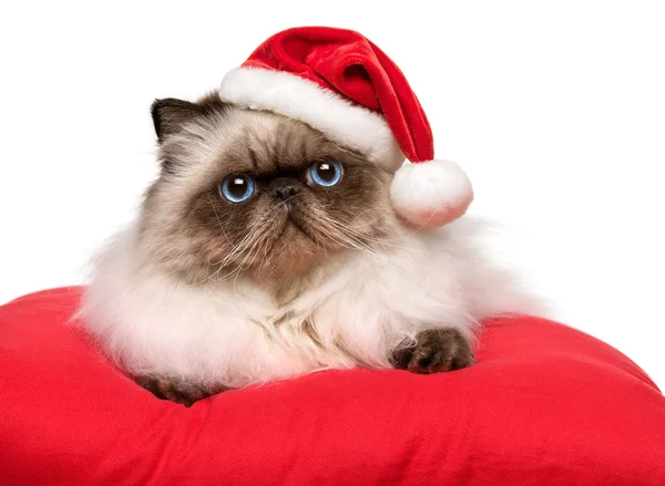 Милый рождественский персидский кот в шляпе Санты — стоковое фото
