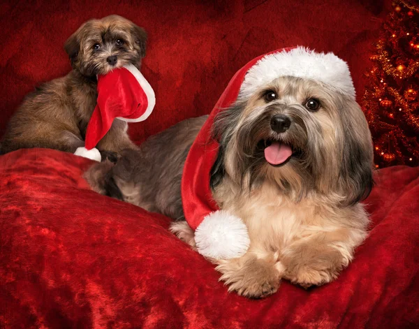 Χαριτωμένο Χριστούγεννα Havanese σκυλί και το κουτάβι σχεδιασμού ευχετήρια κάρτα — Φωτογραφία Αρχείου