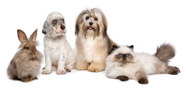 Grup genç köpek, kedi, tavşan beyaz önünde