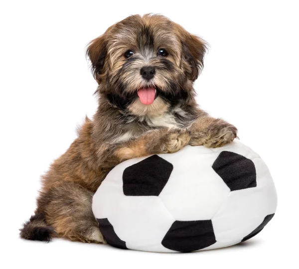 Cute happy havanese puppy dog playing with a soccer ball toy Royalty Free Stock Photos