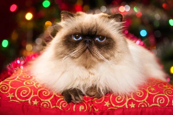 Divertido gato persa acostado en un cojín de Navidad con bokeh — Foto de Stock