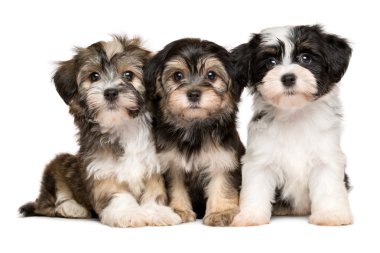 Üç sevimli havanese yavru yan yana oturuyor