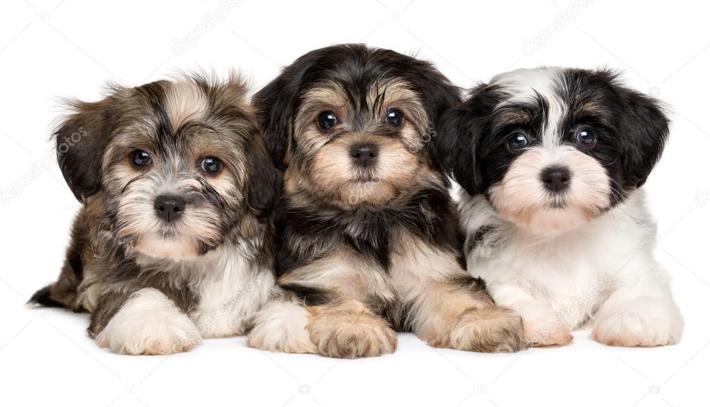 Three cute havanese puppies are lying next to each other