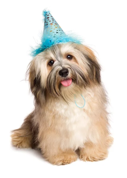 Cute happy Bichon Havanese puppy dog in a blue party hat — Stock Photo, Image