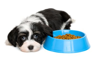 Şirin Havanese köpek yavrusu köpek maması mavi bir kase yanında yalan