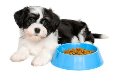 Bir mavi gıda kase yanında yalan şirin Havanese köpek yavrusu
