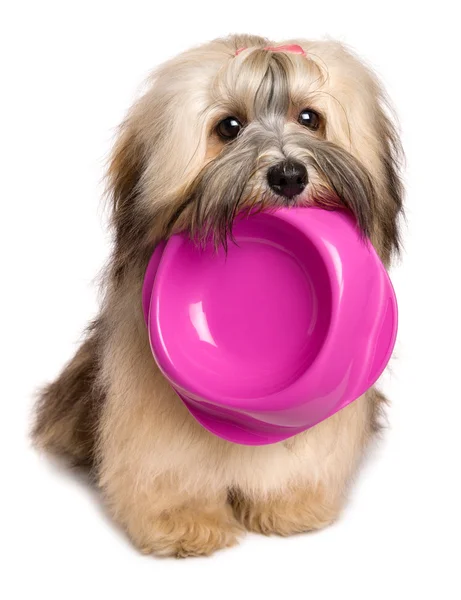 Anjing Havanese lapar menyimpan mangkuk makanan di mulutnya. — Stok Foto