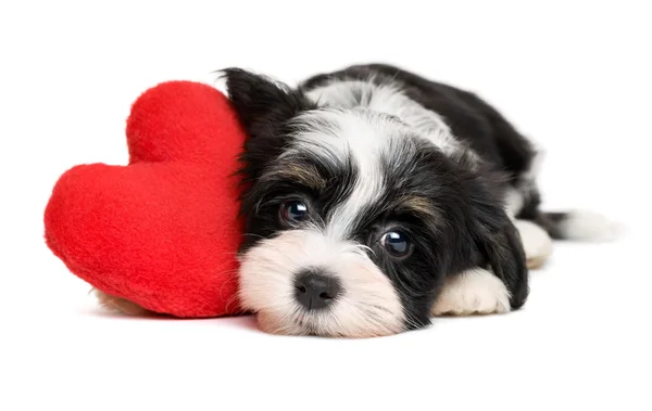 Amante Valentine Cão de cachorro havanês com um coração vermelho — Fotografia de Stock