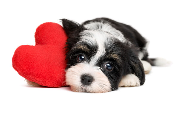 Любовник Валентин Гаванский щенок с красным сердцем
