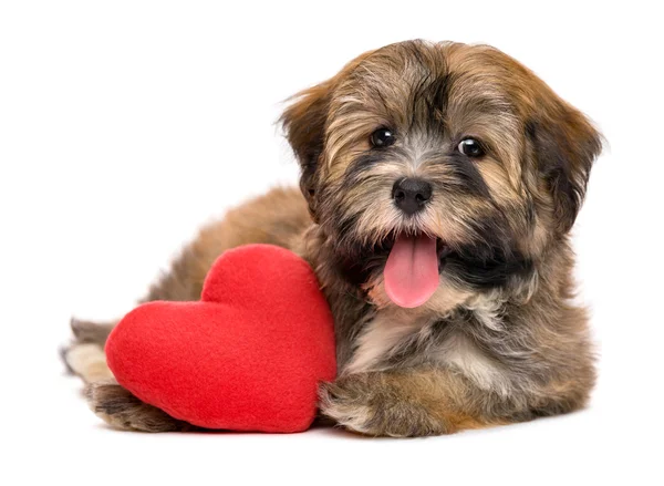 Ładny szczęśliwy valentine hawańczyk psa szczeniaka z czerwonym sercem — Zdjęcie stockowe