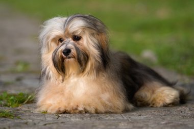Sevimli genç havanese köpek asfalt bir yolda yumuşak güneş ışığında yalan