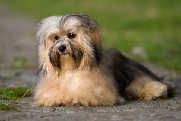 Havanese jovem bonito cachorro deitado em uma estrada asfaltada na suave luz solar — Fotografia de Stock