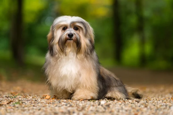 Beautiful young havanese dog is sitting on a gravel forest road — Stock Photo, Image