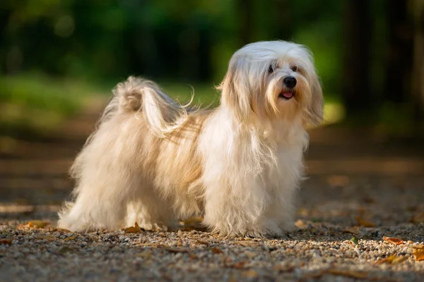 Bella giovane cane avanese è in piedi su un sentiero soleggiato foresta — Foto Stock