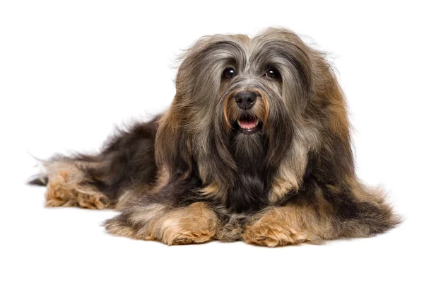Piękny długowłosy Bichon hawańczyk psa leżącego — Zdjęcie stockowe