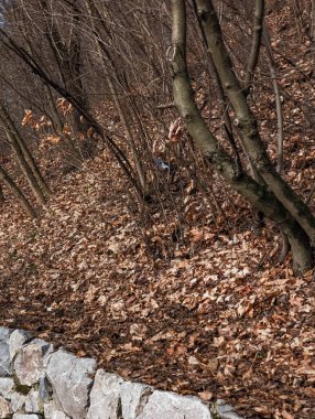 Prag, Czechia 'da bir ormanın dalına tünemiş küçük bir kuş, etrafını kuru yapraklar ve Palmovka Liben İlçe Thomayer Bahçeleri' ndeki taş bir duvarla çevrili.