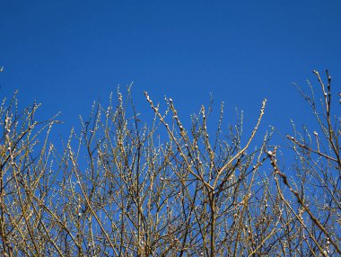 Tomurcuklu söğüt dalları Prag, Czechia 'da güneşli bir bahar ekinoksu gününde ya da paskalya fotokopi uzayında açık mavi bir gökyüzüne doğru büyür.