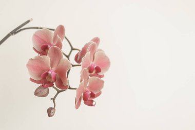 Narin pembe orkide çiçekleri temiz beyaz bir arkaplanda çiçek açıyor, dingin ve zarif bir atmosfer yaratıyor, sağlık, düğün ve tebrik kartı tasarımları için mükemmel.