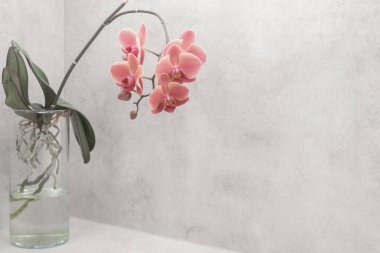 Şeffaf cam bir vazoda çiçek açan pembe orkideler görünür kökler ve suyla, gri dokulu bir arka planda ayarlanmış, iyilik ve tasarım temaları için zarif bir kopya alanı sunar