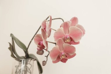 Narin taç yaprakları ve canlı renkleri olan pembe orkide çiçekleri zarif bir atmosfer yaratıyor, sağlık alanlarını, düğün dekorlarını veya tebrik kartlarını çoğaltıyor.