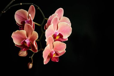 Siyah arkaplanda çiçek açan pembe falaenopsis orkideleri sağlıklı, spa, düğün veya tebrik kartı tasarımları için mükemmel, sofistike ve zarif bir atmosfer yaratırlar.