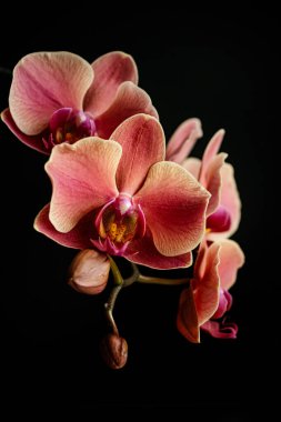 Pembe ve turuncu falaenopsis orkide çiçekleri ve tomurcukları koyu bir arka planda gelişiyor. Huzurlu ve zarif bir atmosfer yaratıyor. Refah, düğün veya tebrik kartı teması için mükemmel.