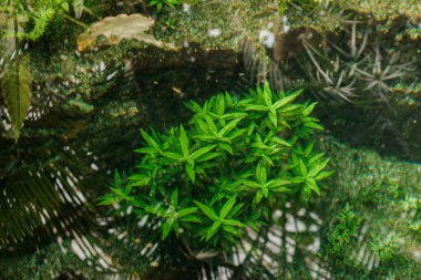 Canlı yeşil su bitkileri botanik bahçesi göletinin berrak sularında gelişir, yaprakları çevresindeki yapraklar ve yansımalar arasında bir duvar halısı oluşturur.