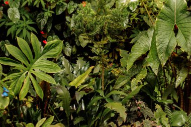 İki mavi morpho kelebeği canlı yeşil yapraklar ve kırmızı çiçekler arasında yeşil bir serada uçuyor, doğal güzellik ve dönüşümün büyüleyici bir manzarasını yaratıyorlar.