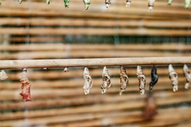 Kelebek Papilio, dönüşümü ve yaşam döngüsünü temsil eden, Prag botanik bahçesindeki bir daldan sarkan başkalaşımın farklı evrelerindeki kozaları kozalıyor.
