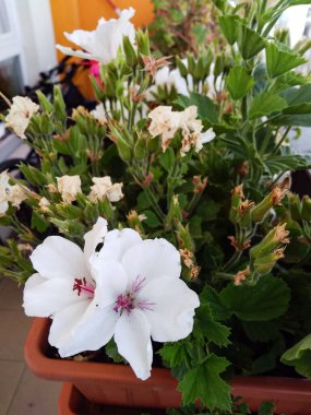 Narin beyaz sardunya çiçeklerini kapatın. Canlı yapraklar ve yeşil yapraklar sergileniyor. Dairenin balkonunda bir terasotta tenceresinde.