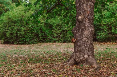 Parktaki büyük bir ağacın gövdesine tırmanan sevimli kırmızı sincap, sonbahar mevsiminde yapraklarla çevrili, büyüleyici doğal bir manzara yaratıyor.