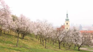 Prag, Çek Cumhuriyeti - 26 Mart 2025: Petrin Tepesi 'nde Badem ağaçlarının çiçek açması. Leydimizin Muzaffer Kilisesi ve bir bahar günü arka planda Bebek İsa ve Prag ile Petrin bahçeleri.