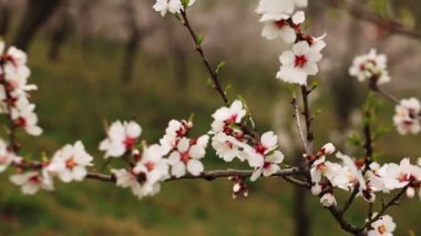 High-quality footage of Close up of delicate almond blossoms adorning a branch in the serene petrin gardens of prague, capturing the essence of a revitalizing spring copy space