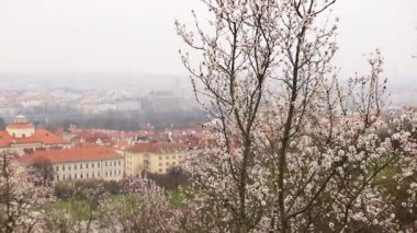 Prag, Çek Cumhuriyeti - 26 Mart 2025: Petrin bahçelerindeki badem ağaçlarında açan beyaz çiçekler ve arka planda sisli bir bahar günü Prag kentinin çatıları