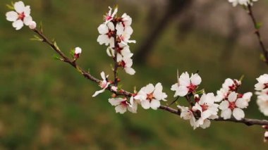 High-quality footage of Close up of delicate almond blossoms adorning a branch in the serene petrin gardens of prague, capturing the essence of a revitalizing spring copy space