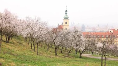 Prag, Çek Cumhuriyeti - 26 Mart 2025: Petrin Tepesi 'nde Badem ağaçlarının çiçek açması. Leydimizin Muzaffer Kilisesi ve bir bahar günü arka planda Bebek İsa ve Prag ile Petrin bahçeleri.