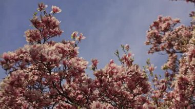 Pembe çiçeklerle kaplı geniş manolya dalları rüzgarda hafifçe hareket ederken arka planda açık bir gökyüzü var. Prag 'da mevsimlik ve doğa temalı Vojan bahçeleri için ideal. Yüksek kalite 4k görüntü