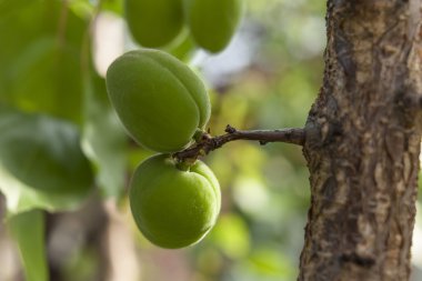 Olgunlaşmamış meyve bahçede büyüyen ile kayısı ağacı