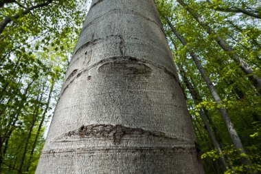 yukarı doğru seyir büyük bir ağaç