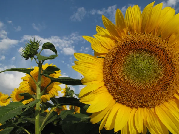 Field full of yellow sunflowers — Stock Photo, Image