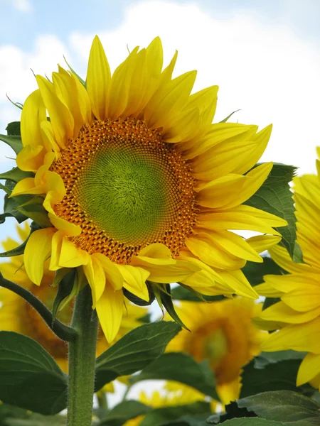 Close-up of sun flower against a blue sky — Stock Photo, Image