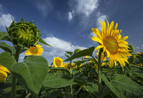 Close-up view of amazing sunflowers — Stock Photo, Image