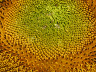 çiçek açan ayçiçeği